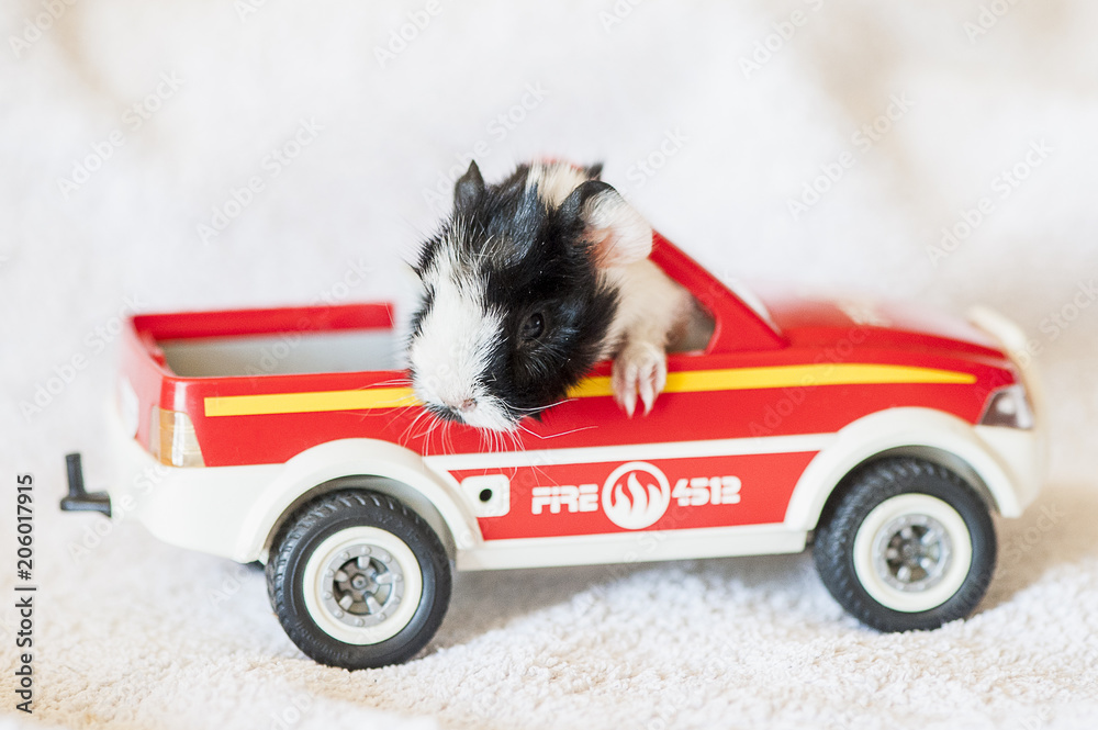 Fototapeta Bébé cochon d'Inde dans une petite voiture