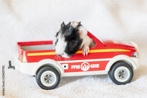 Bebe Cochon D Inde Dans Une Petite Voiture Stock Photo Adobe Stock