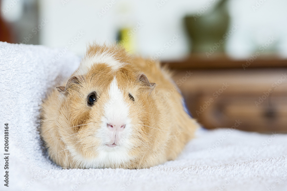 Cochon d'Inde couleur caramel et blanc