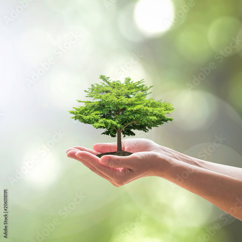 Sustainable environment, saving environmental ecosystem of forest, and go green concept with tree planting on volunteer's hands