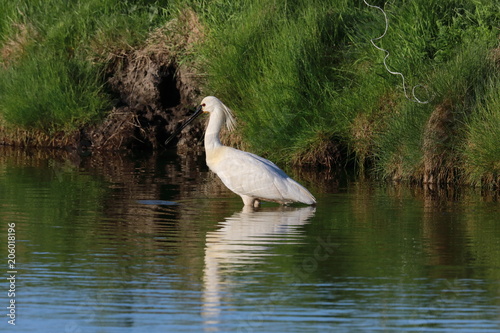 Eurasian or common spoonbill in nature Island Texel,Holland photo