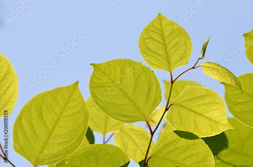 Green leaves structure closeup on blue sky background
