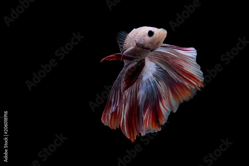 Siamese Fighting Fish   Betta Fish   Front view   Red and blue Silver color © Olly