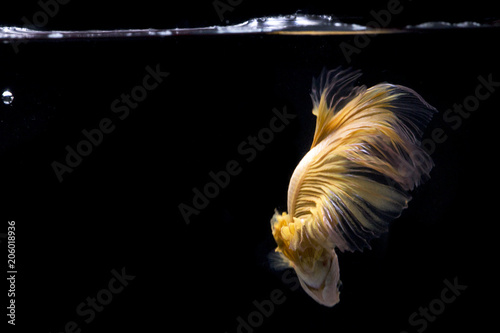 Siamese Fighting Fish | Betta Fish | Back view | Yellow color