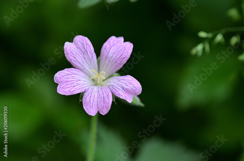 Closeup of a purple flower on a green background