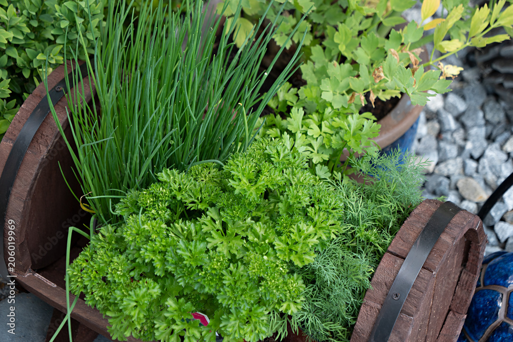 Kitchen herbs in the garden