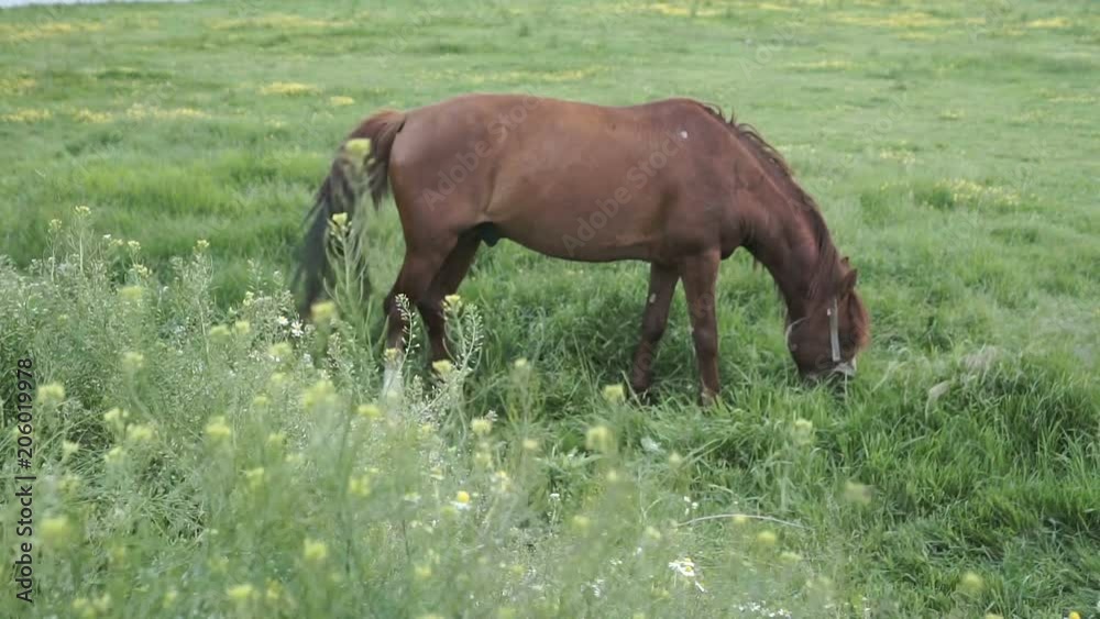 Horse grazing by the River. Rural landscape. Horse grazing by the River. Rural landscape.