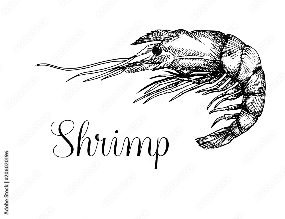 Fototapeta premium Hand drawn shrimp