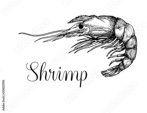 Hand drawn shrimp