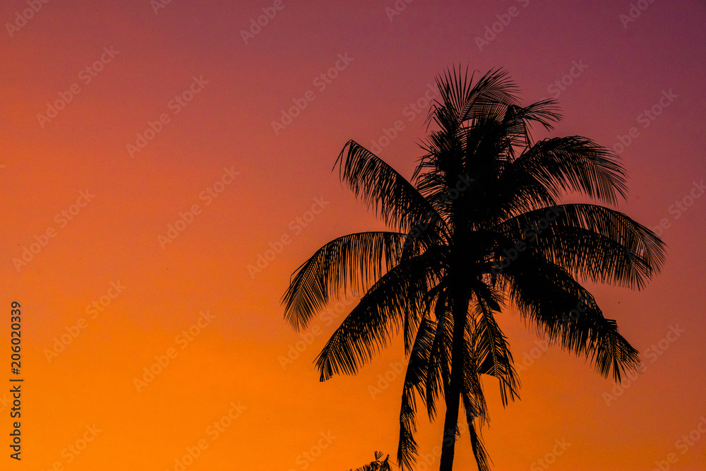 tropical view landscape with palm tree againtst sunrise.