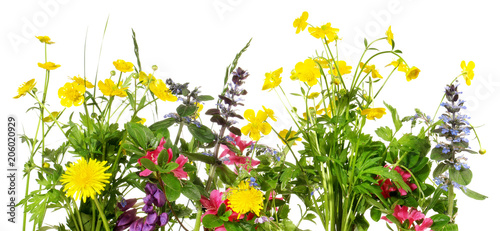 Fototapeta Naklejka Na Ścianę i Meble -  Wiesenblumen isoliert - Blumenwiese Panorama