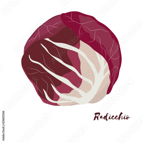 Radicchio. Flat design. Vector illustration