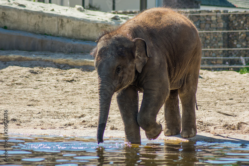 Baby Indian Elephant In Zoo On Sand By The Water