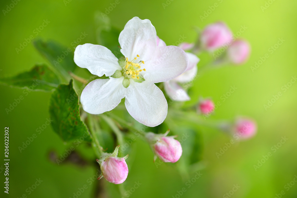 Apple flowers over natural green background