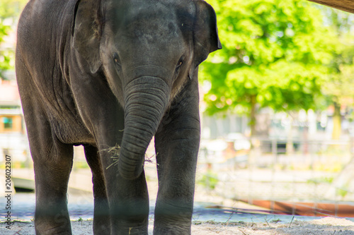 Baby Indian Elephant In Zoo On Sand By The Water Eating Drinking