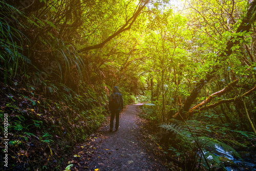 A backpacker man with trekking gears walking on the path in the green fresh rainforest.