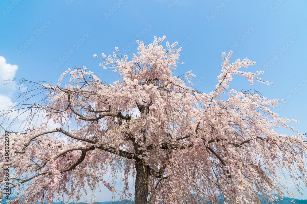 京都の春の風景 嵐山の満開の桜 京都 日本 京都の春の風景 嵐山の満開の桜 京都 日本