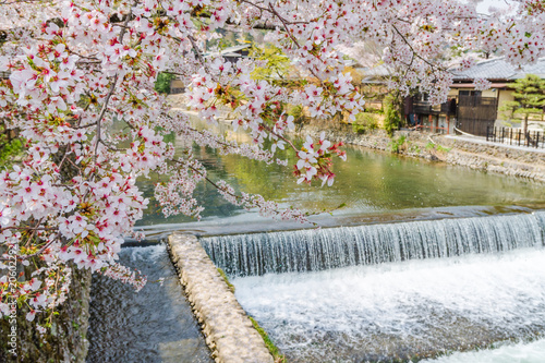 京都の春の風景 嵐山の満開の桜 京都 日本