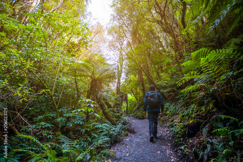 A backpacker man with trekking gears walking on the path in the green fresh rainforest.