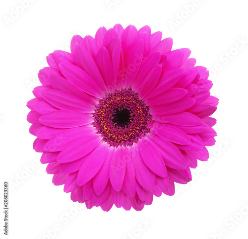 Gerbera flower of magenta color isolated on white background. © Antonel