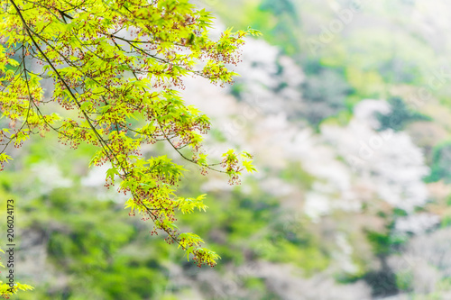 京都の春の風景　嵐山　京都　日本