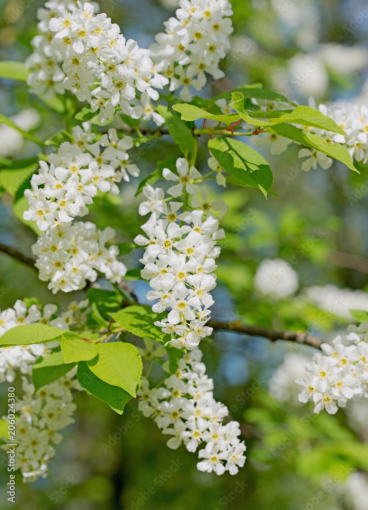 Obraz premium Czereśnia pospolita, Prunus padus, kwiaty