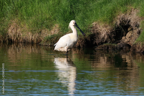 Eurasian or common spoonbill in nature Island Texel,Holland photo