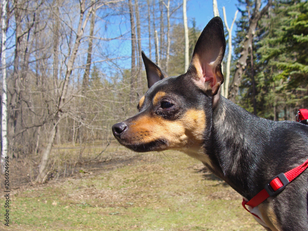 A small dog walks in the park in the spring A small dog walks in the park in the spring