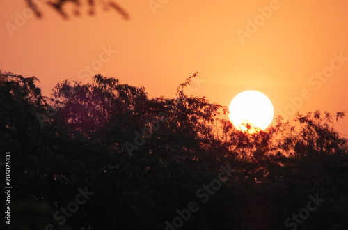 Sun rise behind the trees
