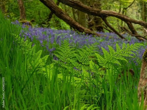 The carpet of bluebells at Mugdock Country Park grow on a wooded hillside, with most of the hills turning blue when they are in bloom