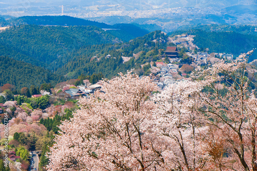 奈良の春の風景　満開の桜　吉野　奈良　日本