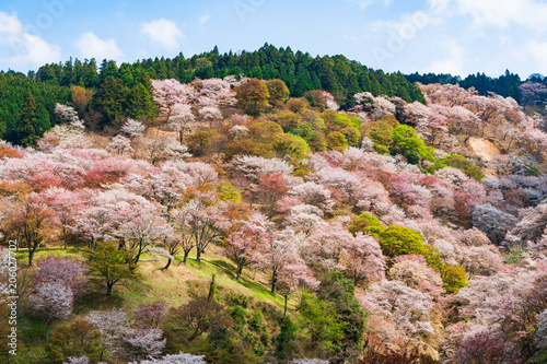 奈良の春の風景　満開の桜　吉野　奈良　日本