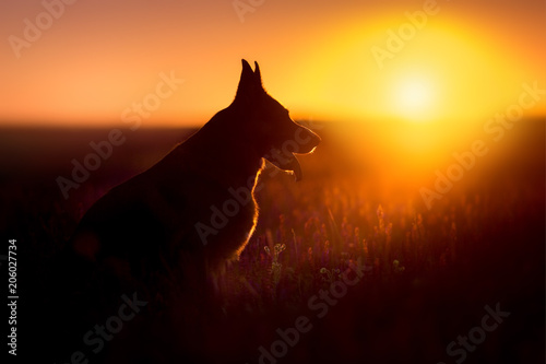 German shephard dog portrait silhouette at sunset