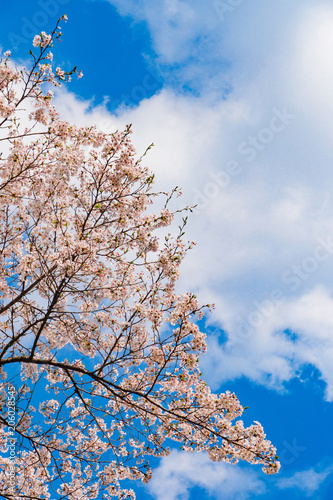 奈良の春の風景　満開の桜　吉野　奈良　日本