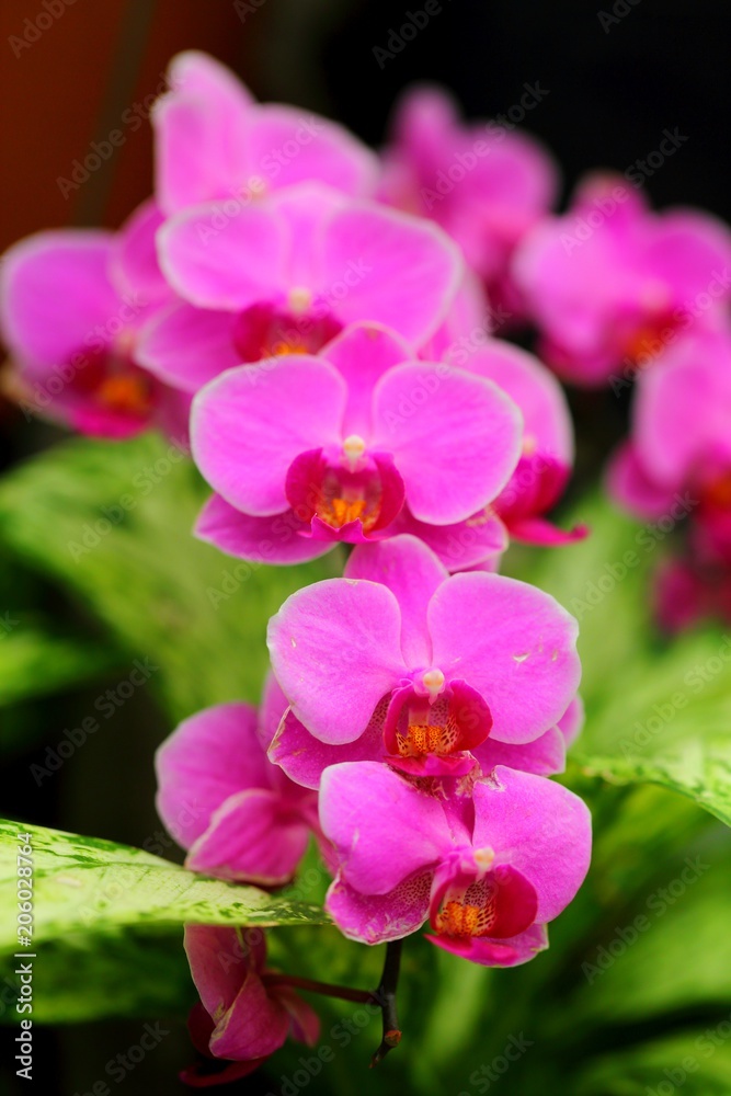 Beautiful orchid flower in tropical garden Beautiful orchid flower in tropical garden