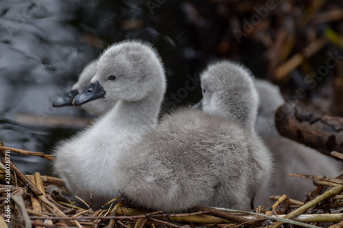 Cygnet baby swan © Kim de Been