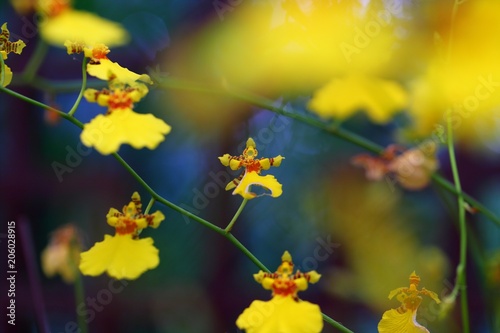 Tableau sur toile Beautiful orchid flower in tropical garden