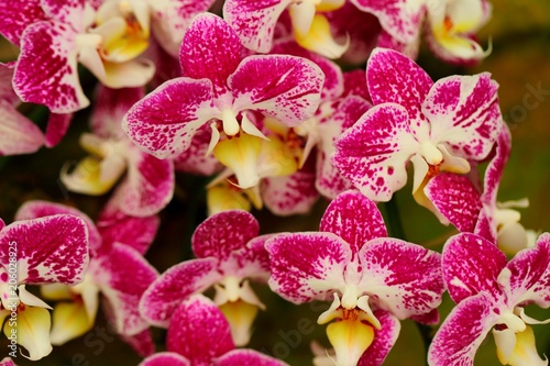 Beautiful orchid flower in tropical garden photo