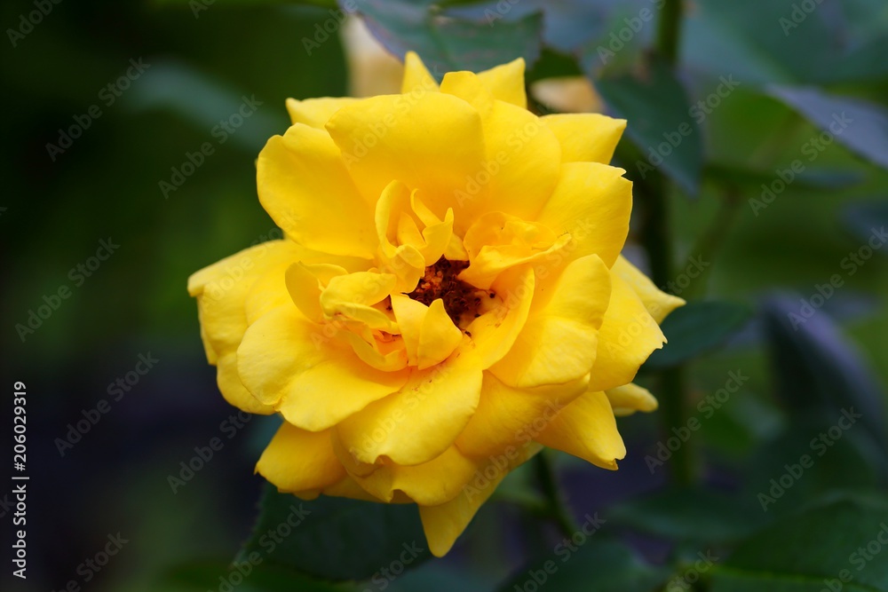 Beautiful Rose flower in the garden Beautiful Rose flower in the garden