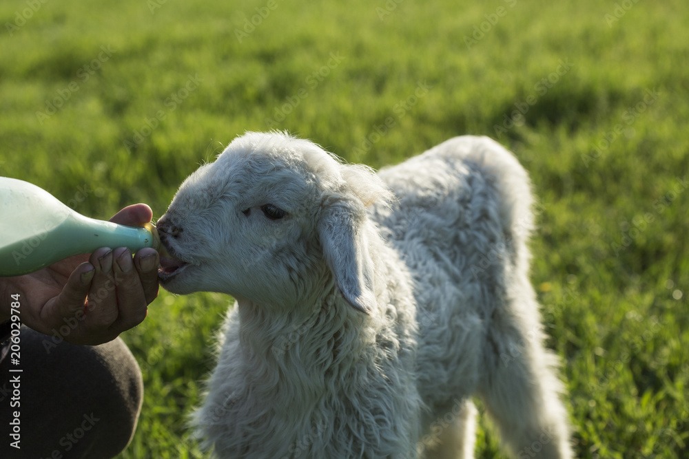 newborn lamb drinks from nipples from the hands of shepherd newborn lamb drinks from nipples from the hands of shepherd