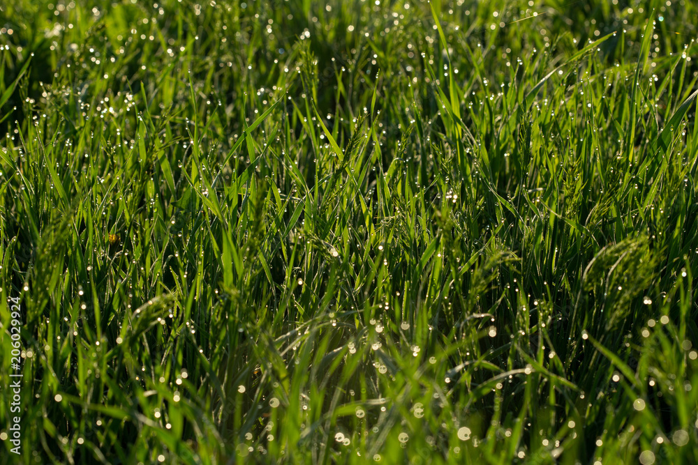 a drop of spring dew in morning a drop of spring dew in morning