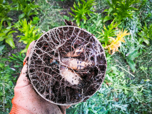 Club dahlias sprouted in a pot. The roots are visible.