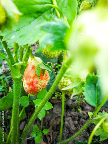 Strawberries in the process of ripening on the bush