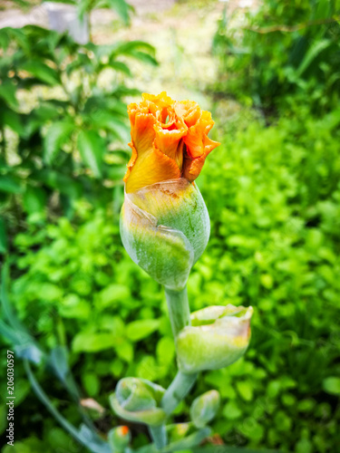 Bud of orange iris.