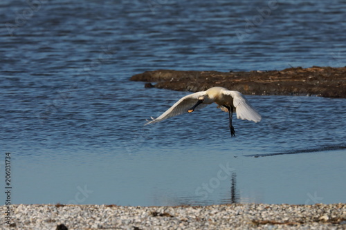 Eurasian or common spoonbill in nature Island Texel,Holland photo