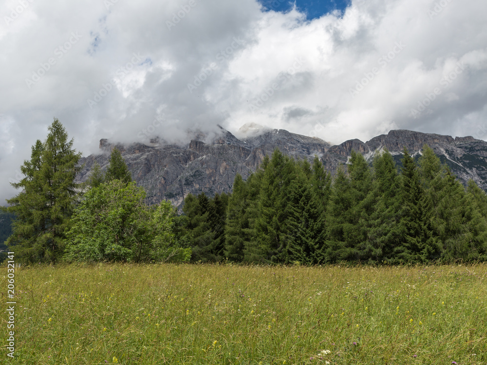 Forest: Group of Green Firs in Summer Time and Peak of Italian Dolomites Alps with Clouds in Background