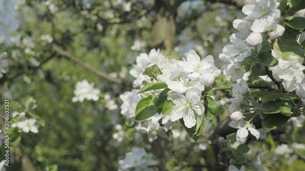 Detail of fall petals on spring theme. Apple blossom flower, trees in background. White flower with spring atmosphere. Celebration of spring. Lovely composition, trees flowers. Low depth of field Detail of fall petals on spring theme. Apple blossom flower, trees in background. White flower with spring atmosphere. Celebration of spring. Lovely composition, trees flowers. Low depth of field