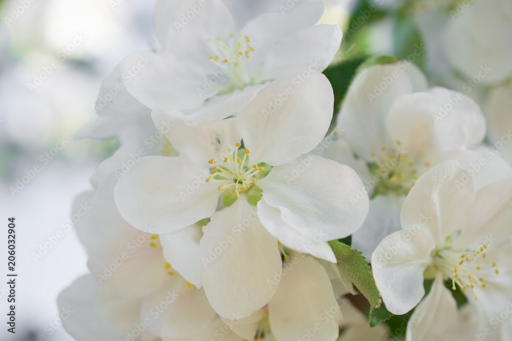 White apple blossom flowers in spring garden. Soft selective focus.  Floral natural background spring time season.