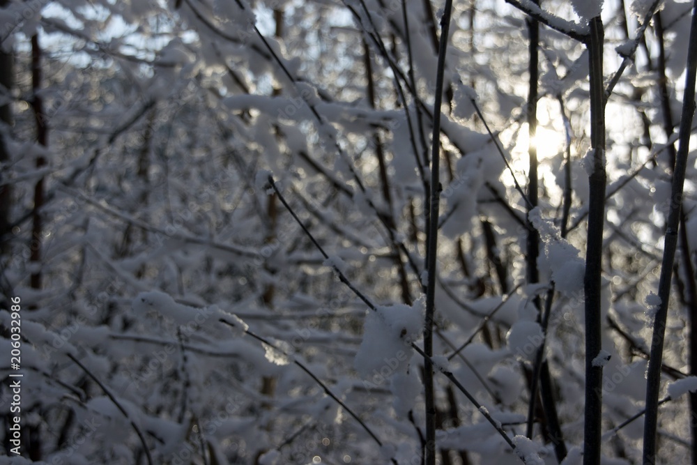 winterwald winterwald