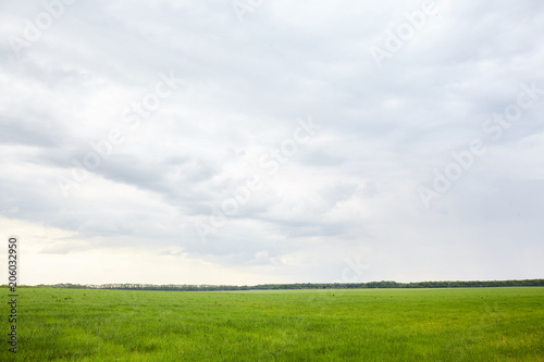 Green field with white cloud